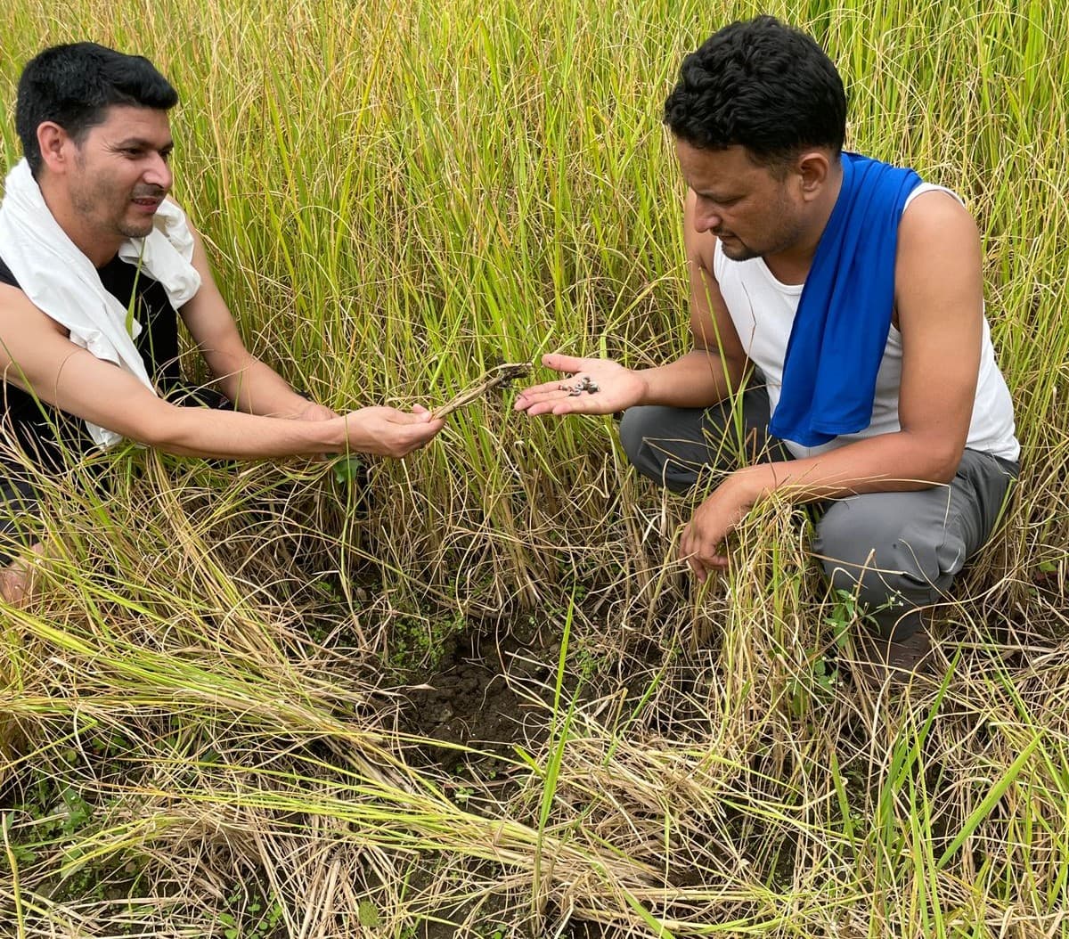 खुम्रे किराले बाजुराबासीको गाँस खोस्यो !